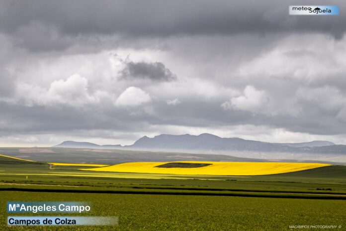 ´Maria Angeles Campo. Campos de colza.Meteosojuela