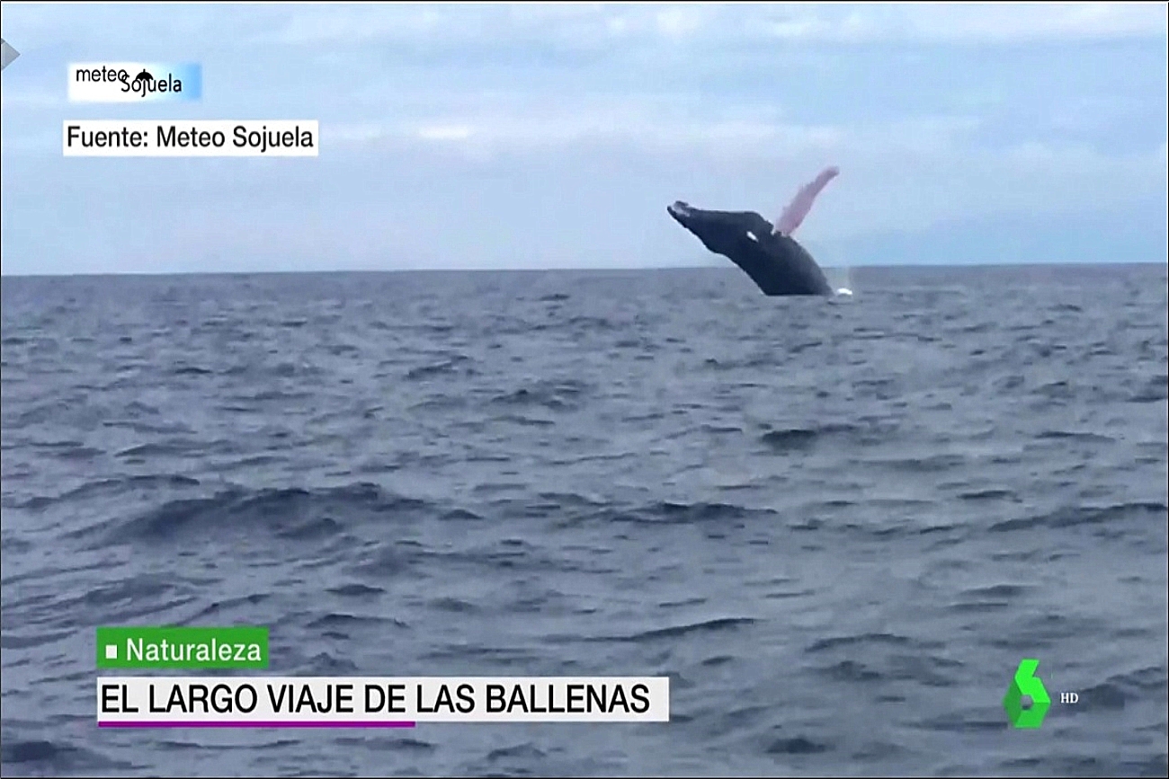 la sexta meteo ballenas meteosojuela
